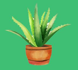aloe-vera